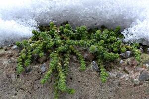 suculentas planta creciente desde Roca y cubierto por nieve. foto