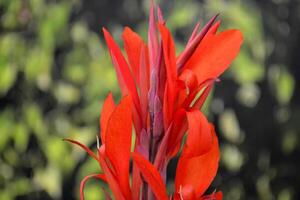 Blooming of red tropical flower. photo