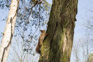 Funny red squirrel on trunck of tree. photo