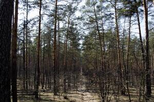 Spring forest landscape. photo