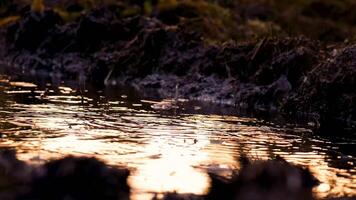 een modderig Woud met bomen en water video