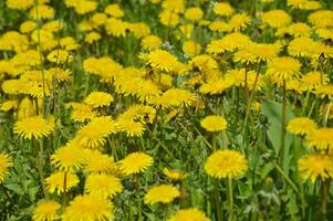 brillante diente de león flores en un prado con verde césped. primavera verano amarillo flores foto