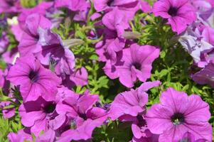 Petunia flowers are trailing petunia with pale purple, lilac petals and dark purple veins. Summer flowers. photo