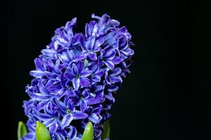 Close-up of hyacinth blue flowers, isolated on a black background. photo