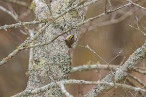 Golden-crowned kinglet bird photo