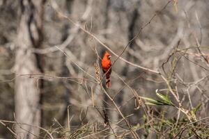 masculino cardenal pájaro en plumaje foto