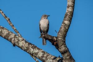 Eastern phoebe bird on a branch photo