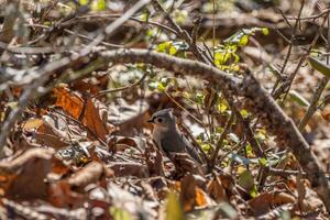 Juvenile titmouse bird closeup photo