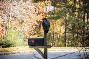 Vulture perched on mailbox photo