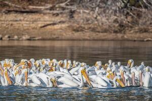 blanco pelícano migración en Tennesse foto