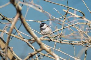 Chickadee singing in a tree photo