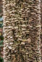 Tree trunk covered with fungi closeup photo