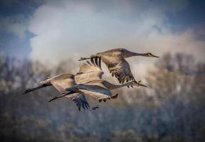 sandhill grúas migración foto