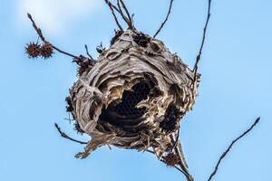 Beehive hanging from a tree photo