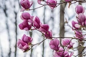 magnolia flores en árbol ramas foto
