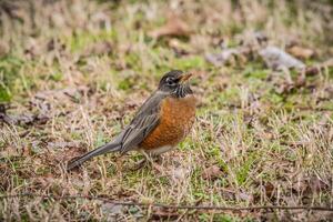 Robin redbreast bird closeup photo