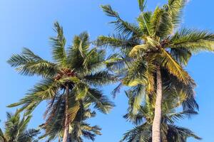 Tropical palm trees in the sunlight in the Maldives. photo