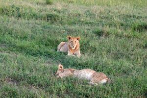 Impressive wild lions in the Savannah of Africa in the Masai Mara Park. photo