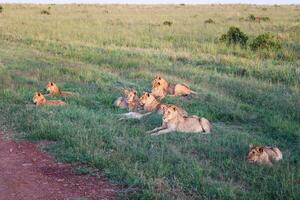 impresionante salvaje leones en el sabana de África en el masai mara parque. foto