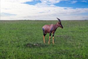 gacelas en el verde sabana de África. foto