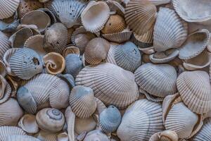 Various seashells closeup photo