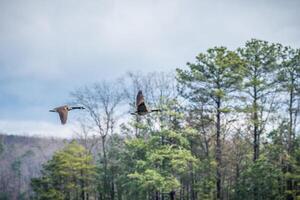 Canadian geese flying into the woodlands photo