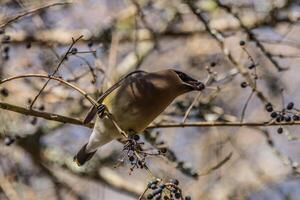 Cedar waxwing eating berries closeup photo