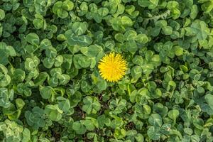 Dandelion flower between the clover photo