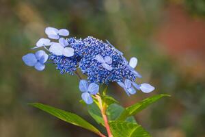 Blue hydrangea blooming closeup photo