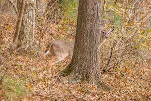 Female deer hiding behind a tree photo