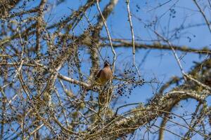 Cedar waxwing with a berry in its mouth photo