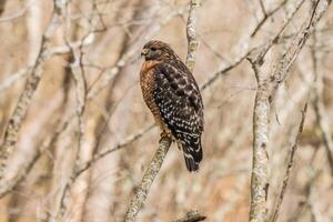 Cooper's hawk perch on tree branch photo