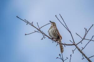 Brown thrasher bird photo