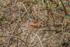 Brown thrasher perched on a branch closeup photo