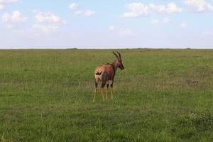 gacelas en el verde sabana de África. foto