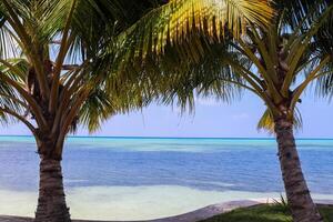 Palm trees on the beautiful beaches of the Maldives in the Indian Ocean. photo