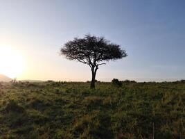 Typical African trees in the savannah of the Masai Mara Park in Kenya. photo