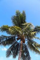 tropical palma arboles en el luz de sol en el Maldivas. foto