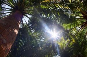 Tropical palm trees in the sunlight in the Maldives. photo