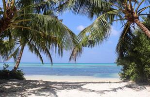 Palm trees on the beautiful beaches of the Maldives in the Indian Ocean. photo