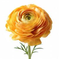 AI generated Orange Ranunculus flower isolated on white background photo