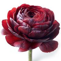 AI generated Red Ranunculus flower isolated on white background photo