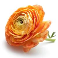 AI generated Orange Ranunculus flower isolated on white background photo