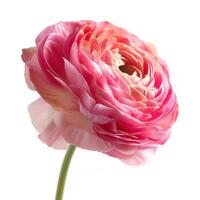 AI generated Pink Ranunculus flower isolated on white background photo