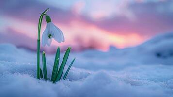 AI generated Snowdrop flower is blooming through the snow, with beautiful sunset in the background. photo