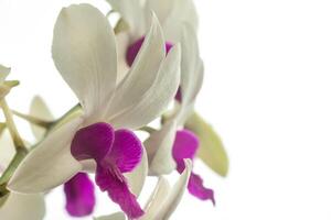 Dendrobium Pompadour, orchid flower, ornamental plant, protected white photo