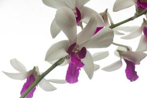 dendrobium copete, orquídea flor, ornamental planta, aislado en blanco foto