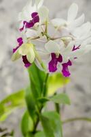 Portrait, purple white Dendrobium orchid, tropical orchid flower abstract gray background photo