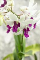 Portrait of purple white Dendrobium orchid, tropical orchid flower abstract gray background photo