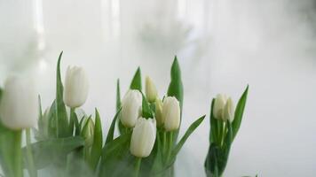 White tulips in a smoke screen, beautiful frame. photo
